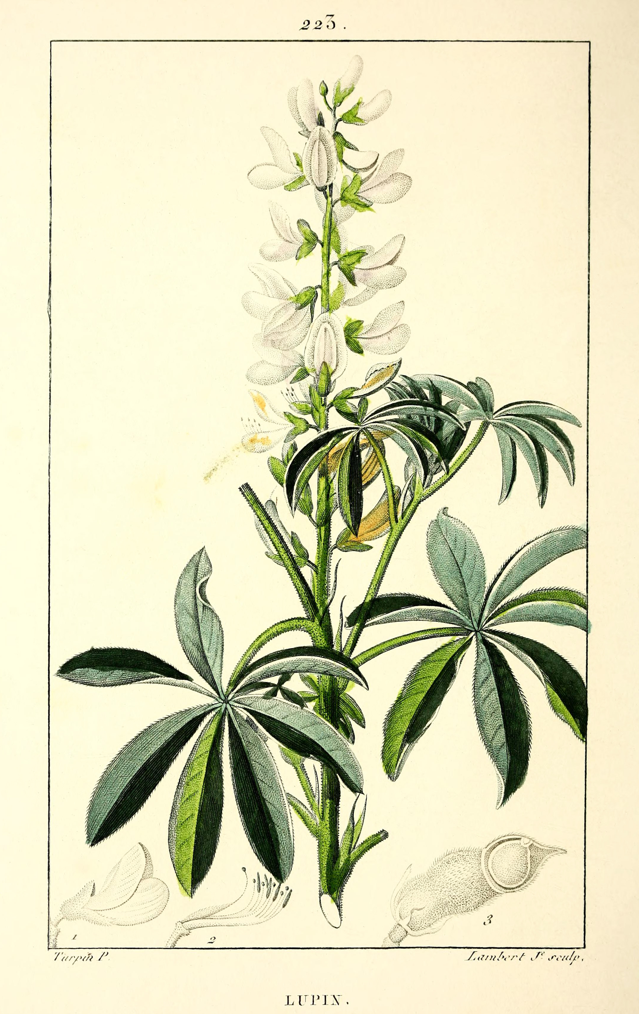 Lupinus albus — plate from Flore Médicale (M. J. Turpin, 1834).