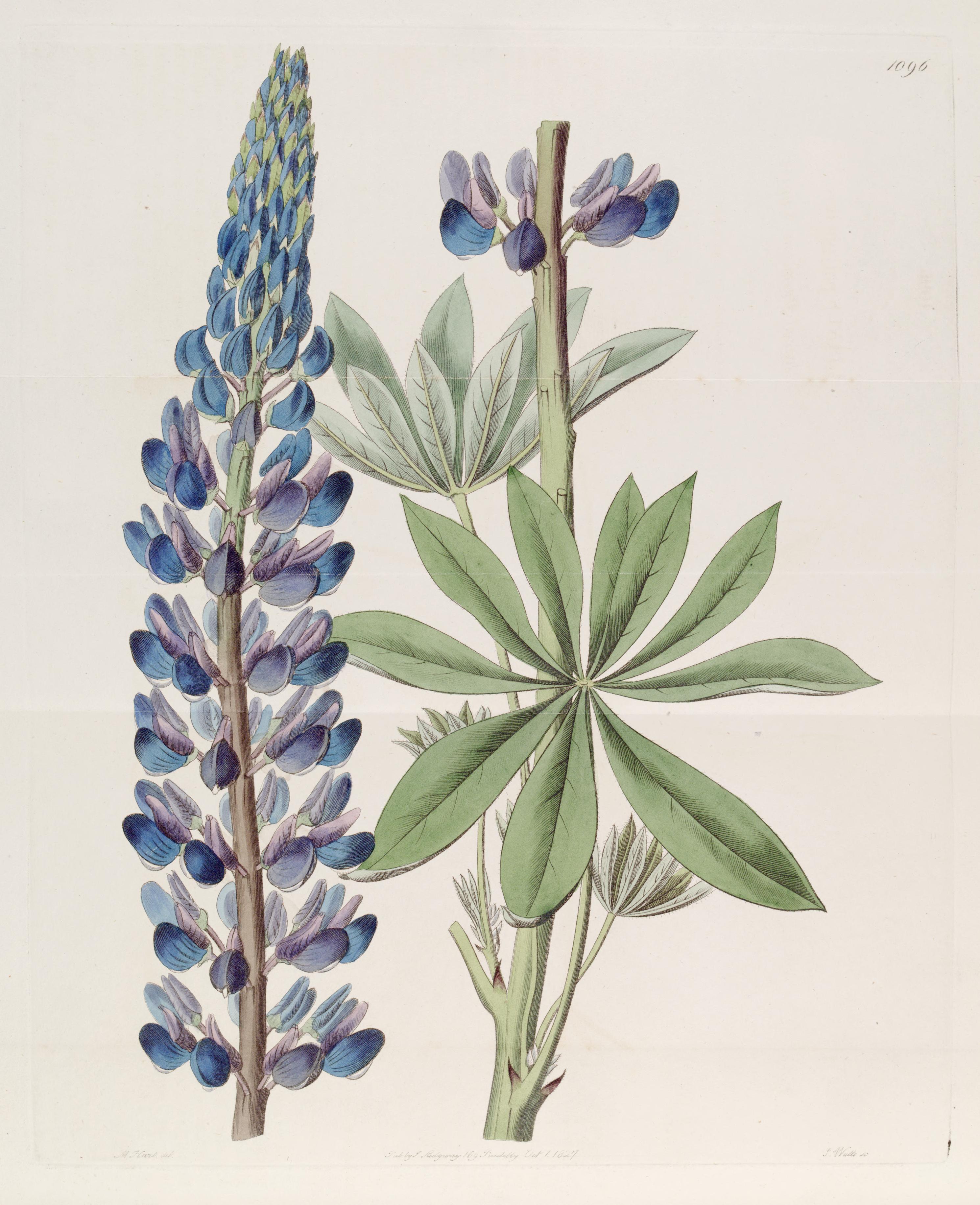 Lupinus polyphyllus — original illustration by John Lindley (1827).