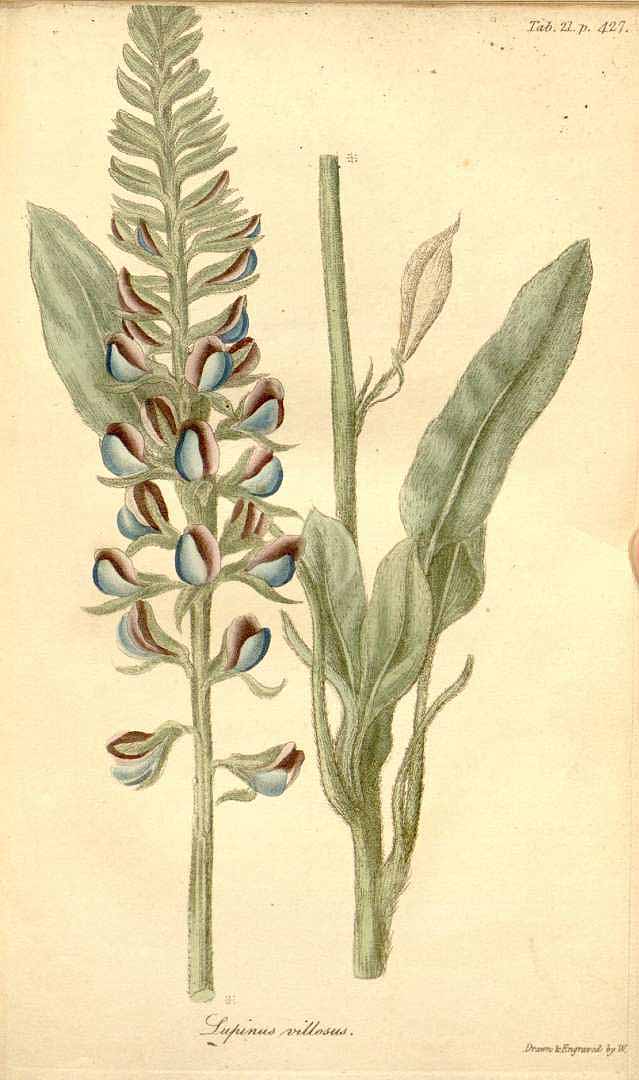 Lupinus villosus — botanical plate from Flora Americae septentrionalis (F. Pursh, 1814).