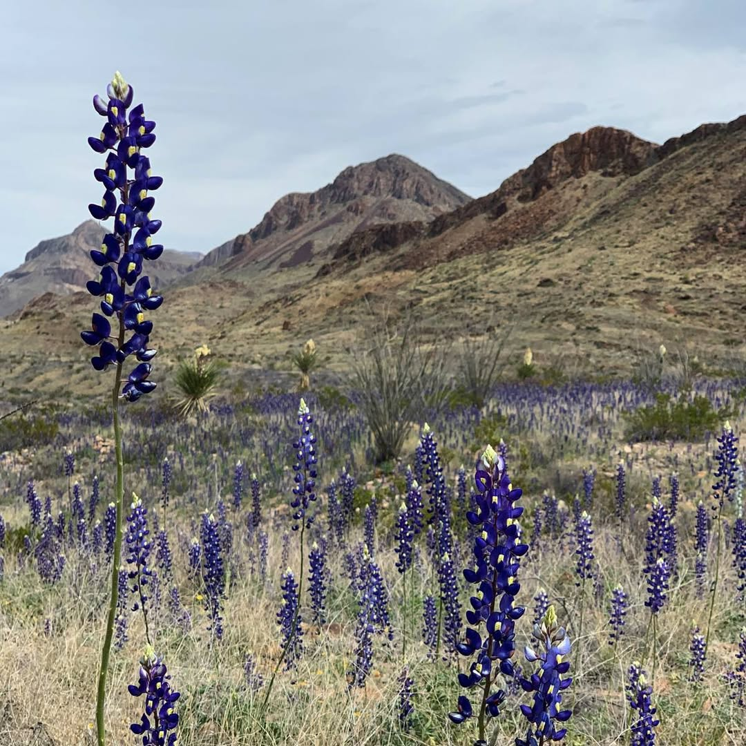 Blue lupine flowers in dry range land with mountains behind — native Lupinus diversity.